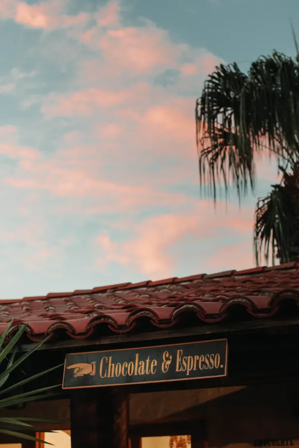Palm trees and evening sky in California